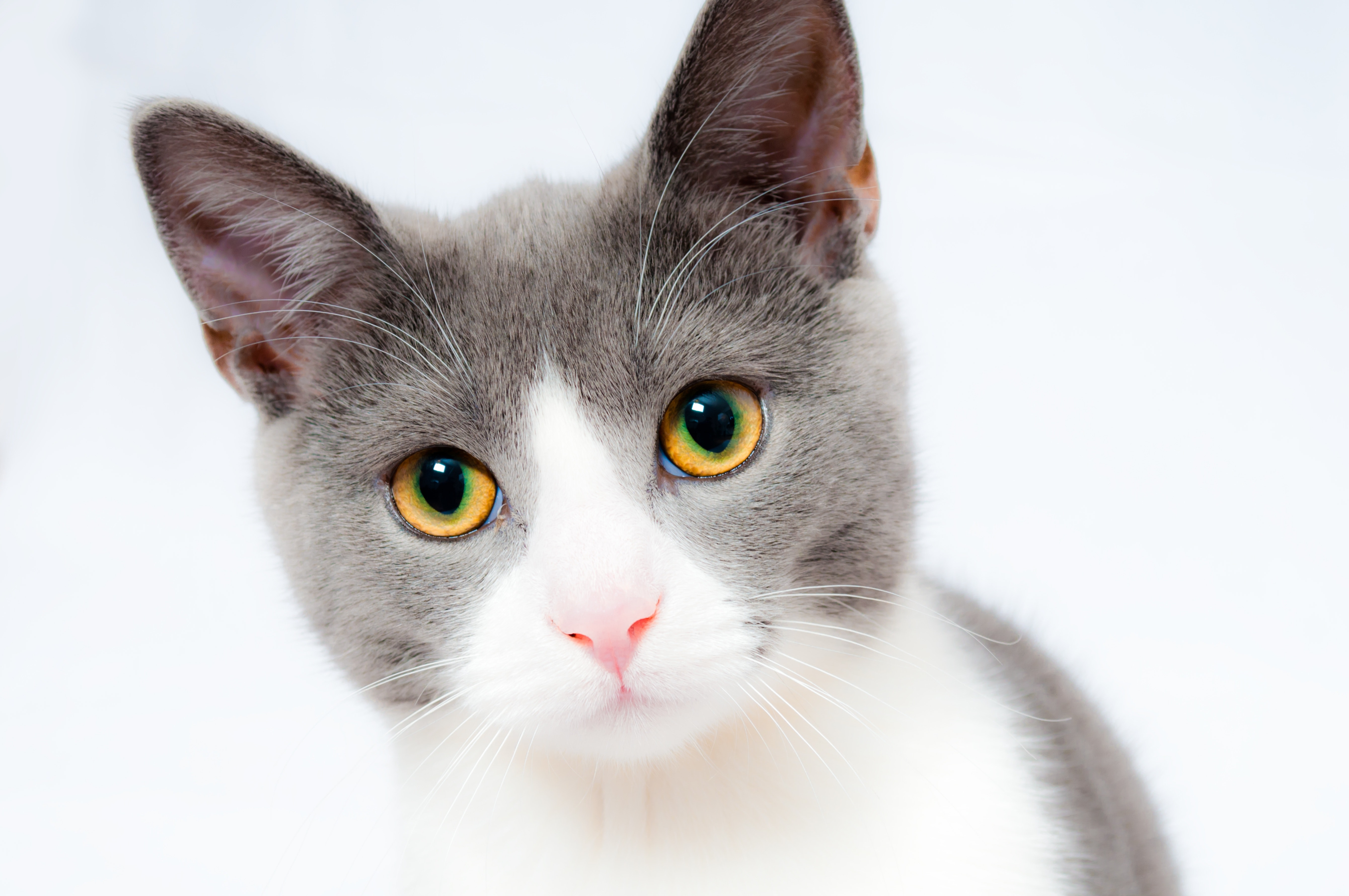 Here's a cat photo answer image